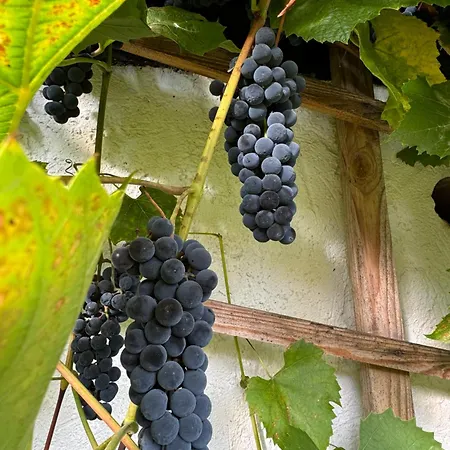 Siedlisko Na Gorce Zalec