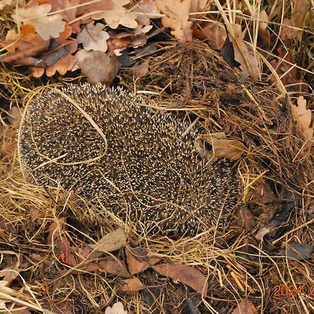 Siedlisko Na Gorce Zalec