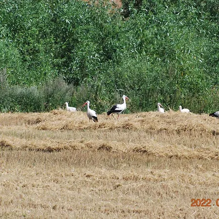 Siedlisko Na Gorce Zalec