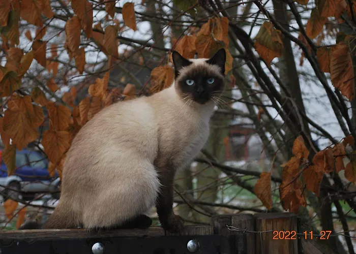 Siedlisko Na Gorce *